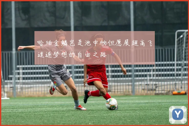 哈珀金鳞岂是池中物但愿展翅高飞追逐梦想的自由之路